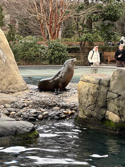 Seal central park zoo